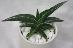 希少植物のサンセベリア ロブスタ 4号サイズのホワイト陶器鉢入り 送料無料